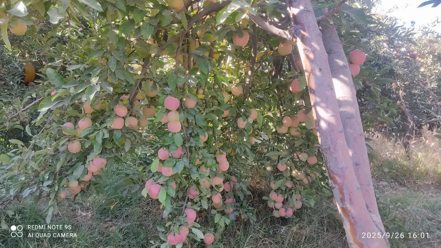 سیب|خوردنی و آشامیدنی|شیراز, سجادیه|دیوار