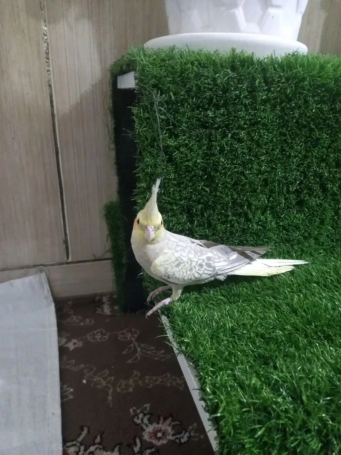 عروس هلندی|پرنده|مرودشت, ژیان|دیوار