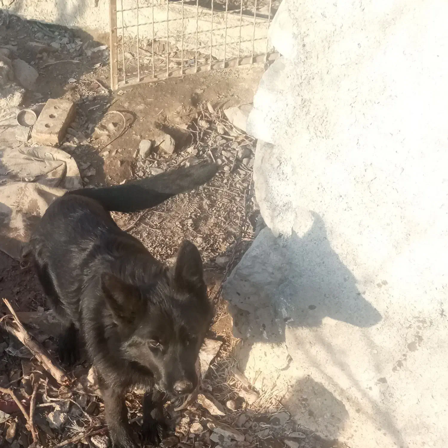 جرمن بلک|سگ|نیشابور, مدرس|دیوار