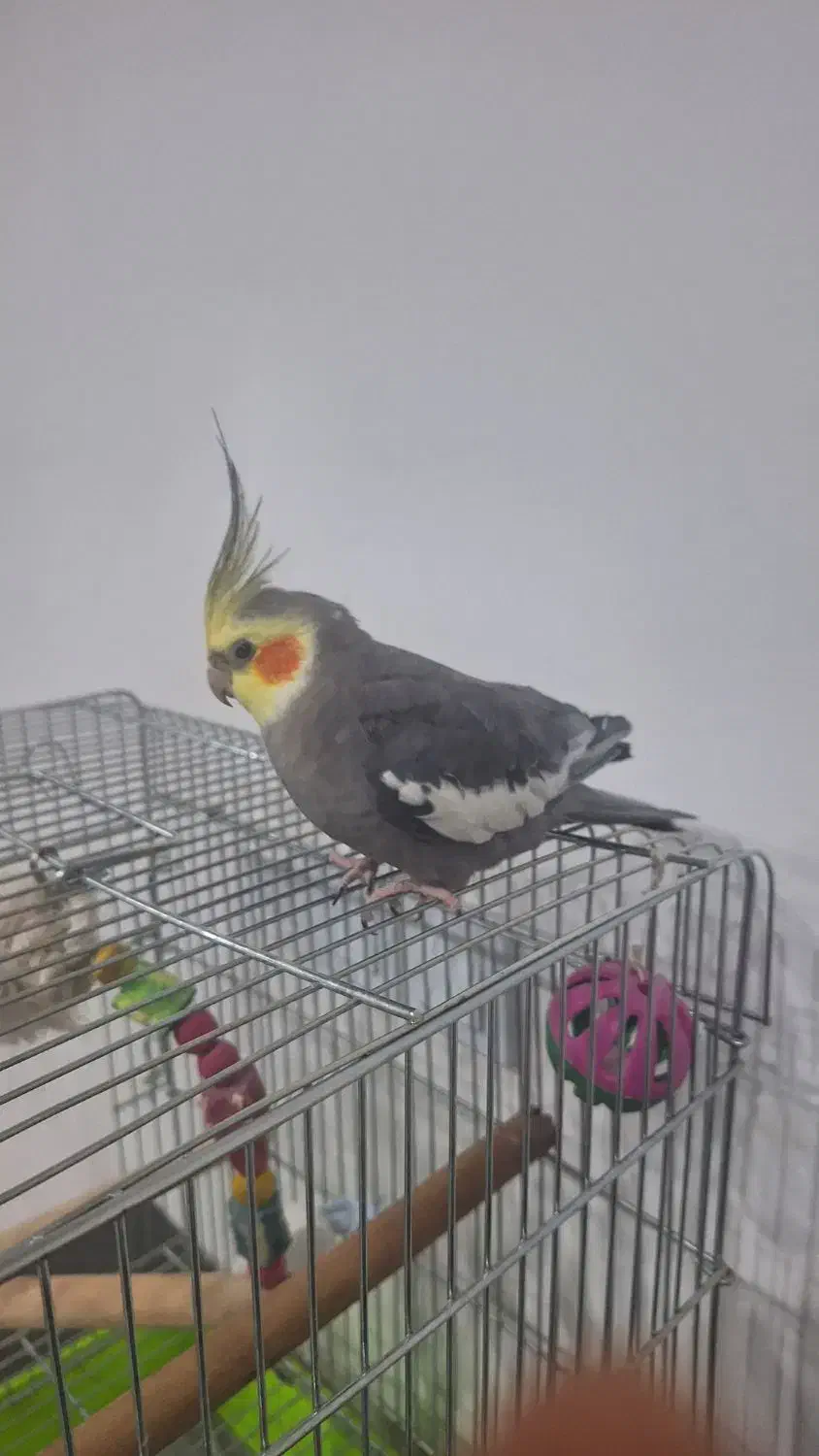 پرنده عروس هلندی|پرنده|شیراز, تندگویان|دیوار