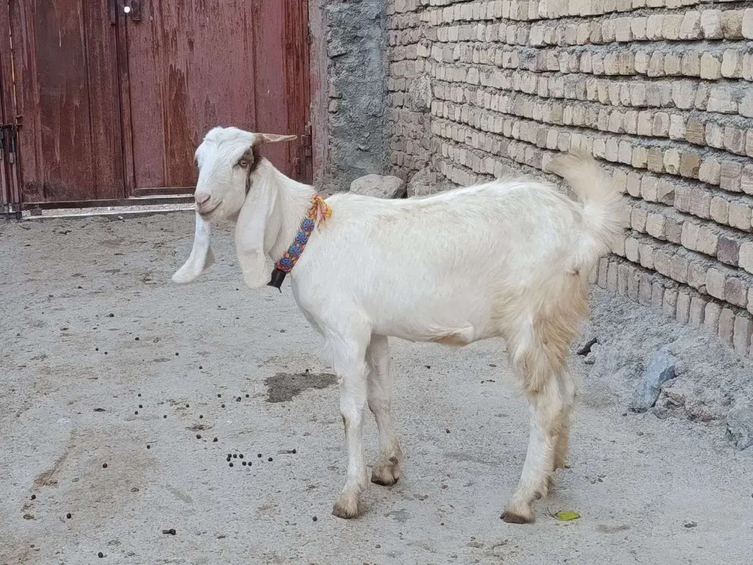 چ چپش بزغال|حیوانات مزرعه|بروجرد, |دیوار