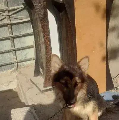 معاوضه ژرمن با بره نر|سگ|محمدشهر, عباس آباد|دیوار