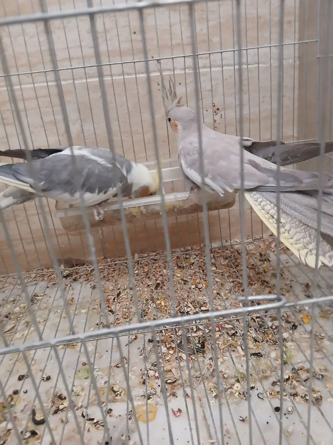 عروس هلندی|پرنده|فلاورجان, |دیوار