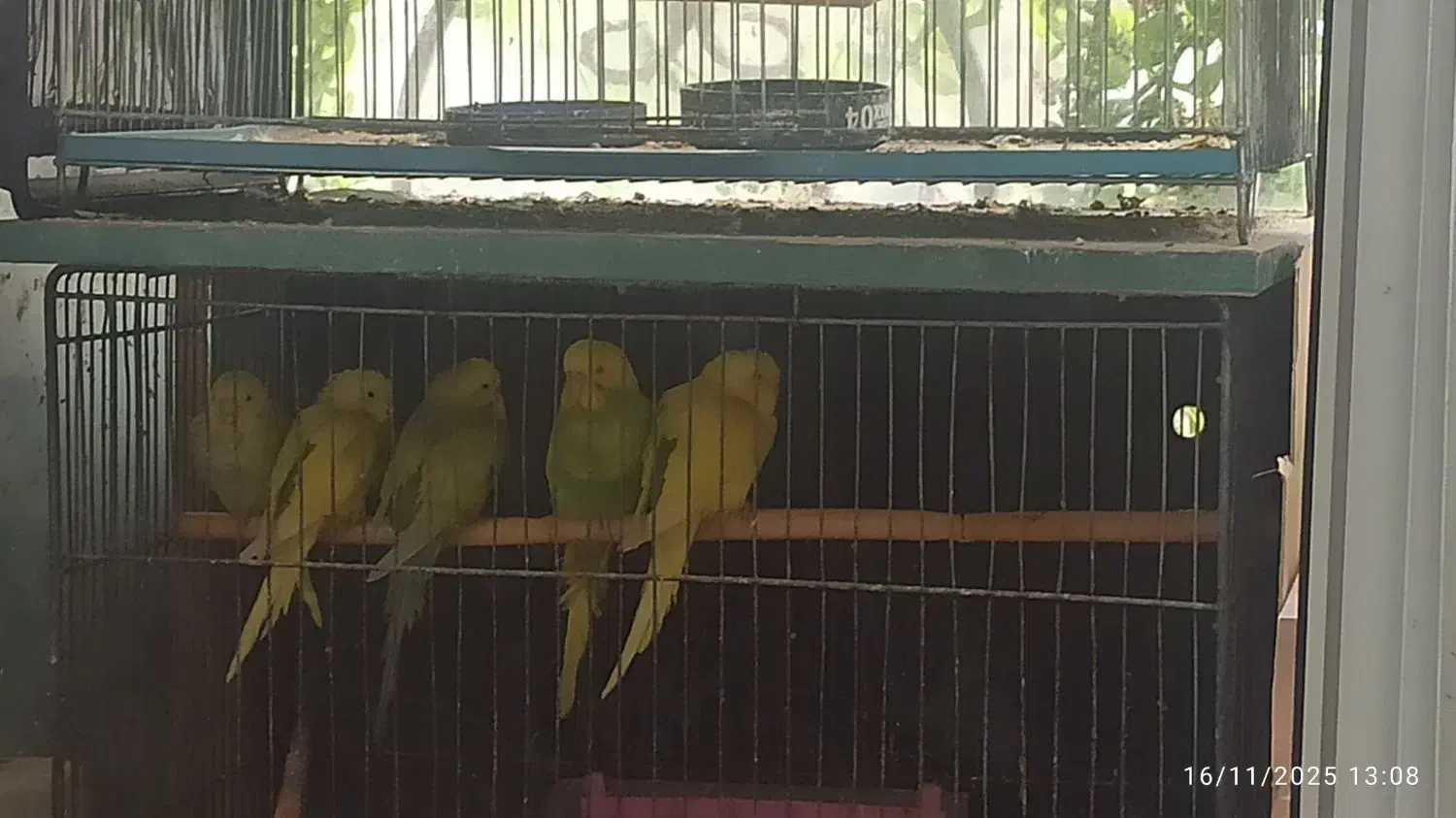 ۵عدد مرغ عشق خوشرنگ|پرنده|تهران, پرستار|دیوار