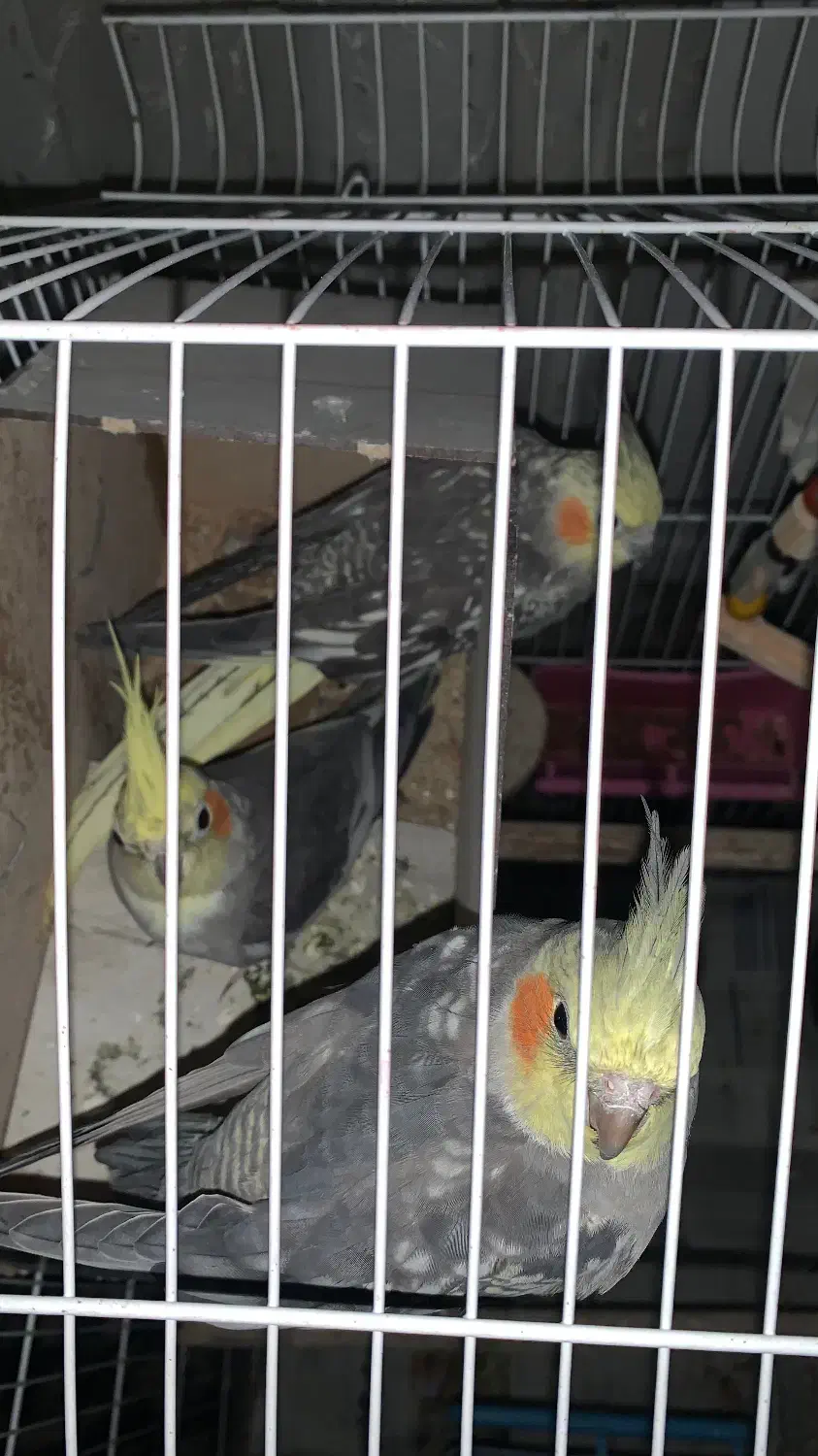 سه عدد عروس هلندی دو ماده و یک نر و دو عدد خرگوش|پرنده|کلاچای, |دیوار