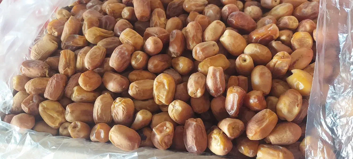 خرمای زاهدی|عمده‌فروشی|قیروکارزین, |دیوار