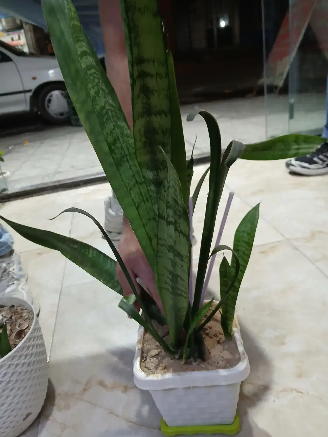 گل و گیاه|گل و گیاه طبیعی|دورود, |دیوار