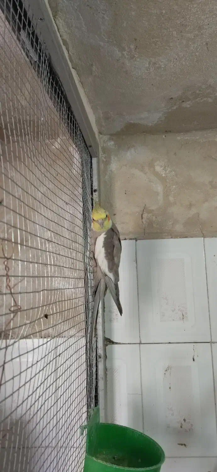 عروس هلندی نر|پرنده|خاش, |دیوار