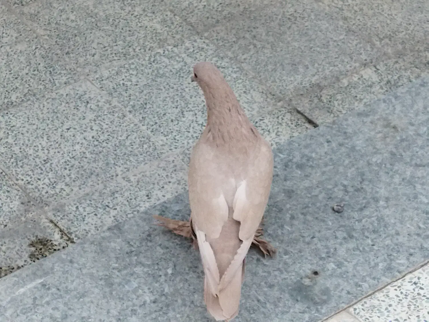 کفتر ماده زرد|پرنده|کرمان, |دیوار