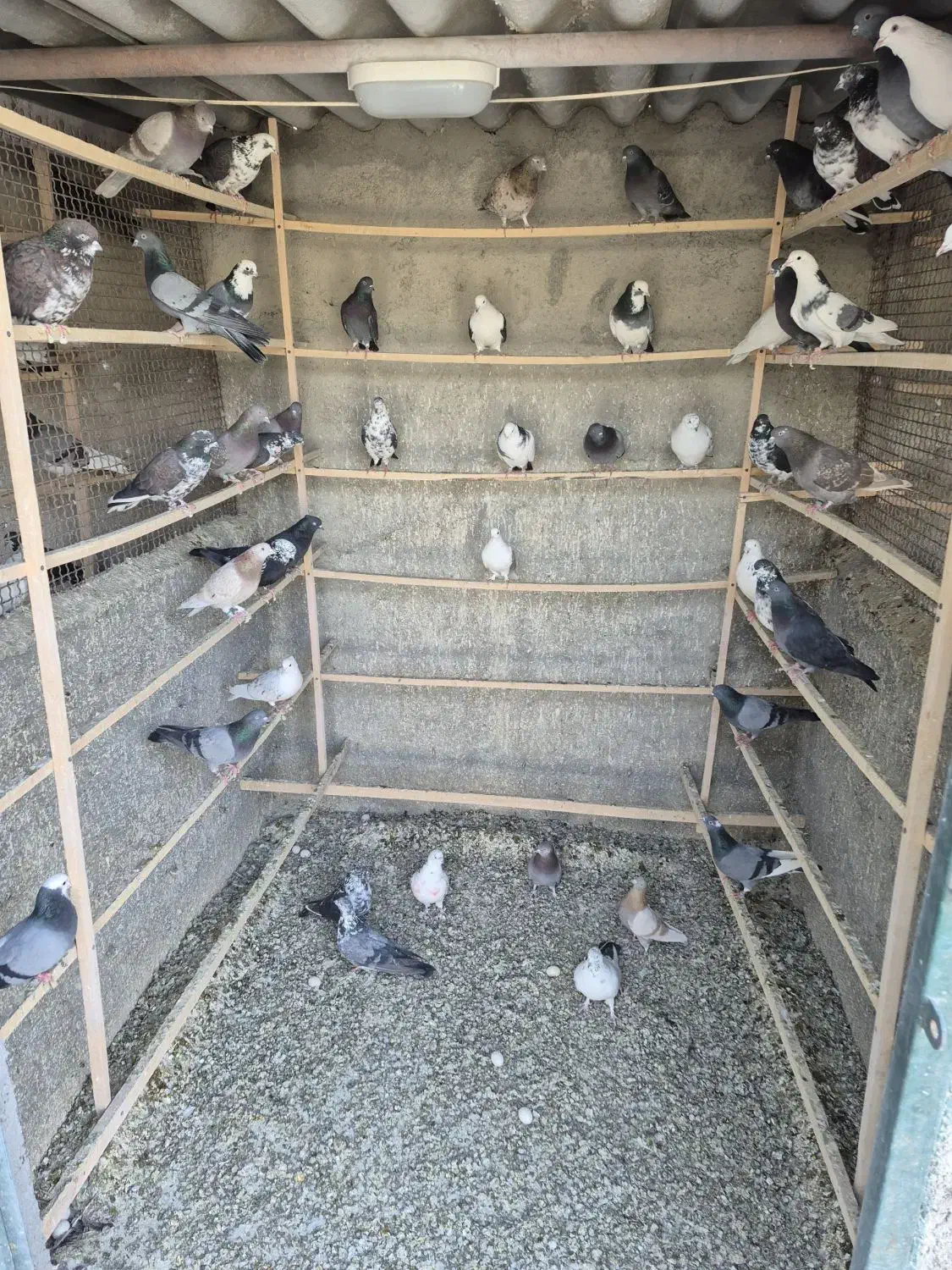 کفتر یا کبوتر|پرنده|ری, علایین|دیوار