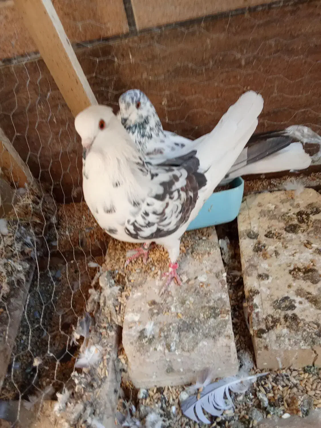 کبوتر|پرنده|اصفهان, ارغوانیه|دیوار