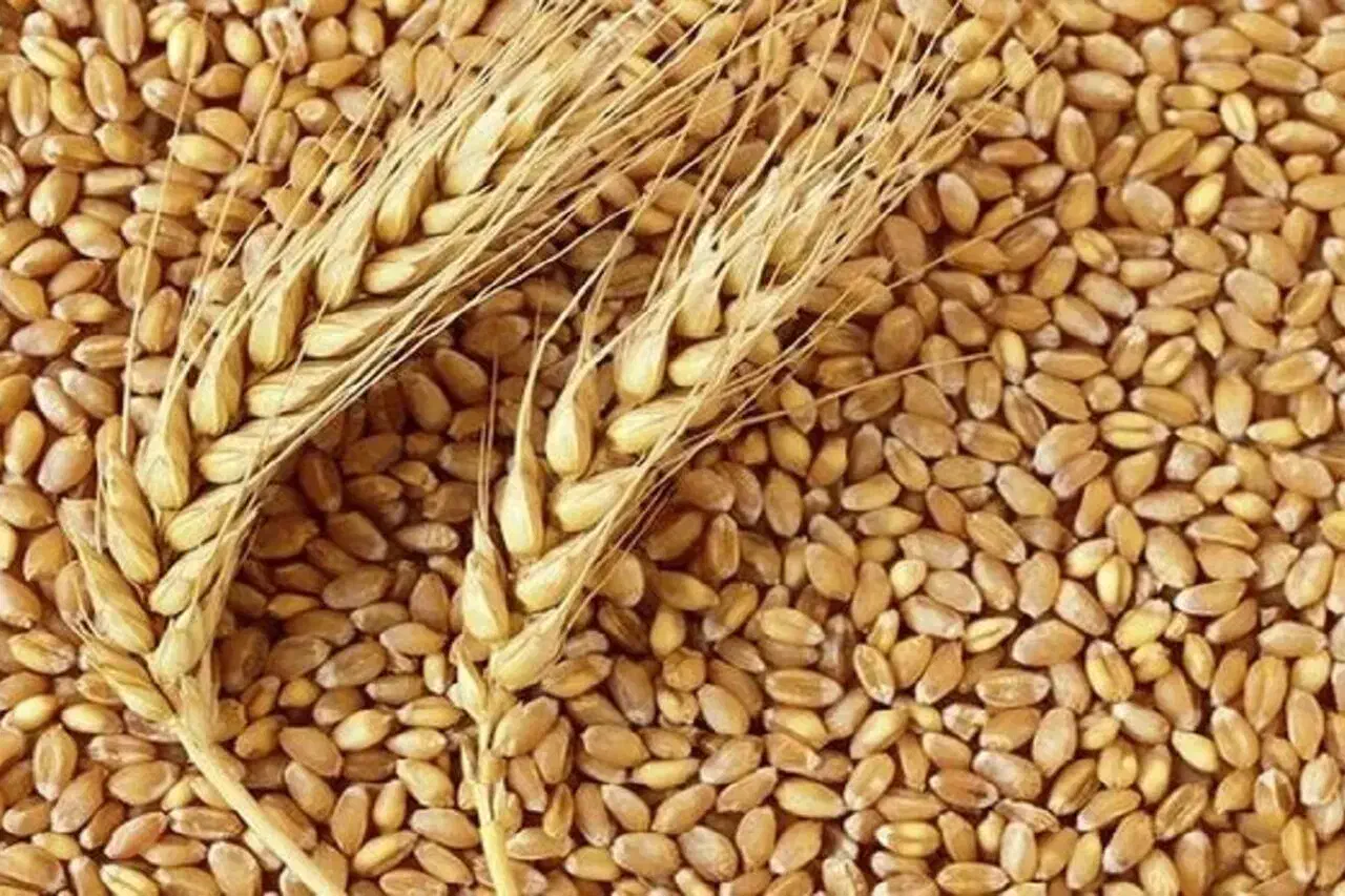گندم|گل و گیاه طبیعی|نهاوند, |دیوار