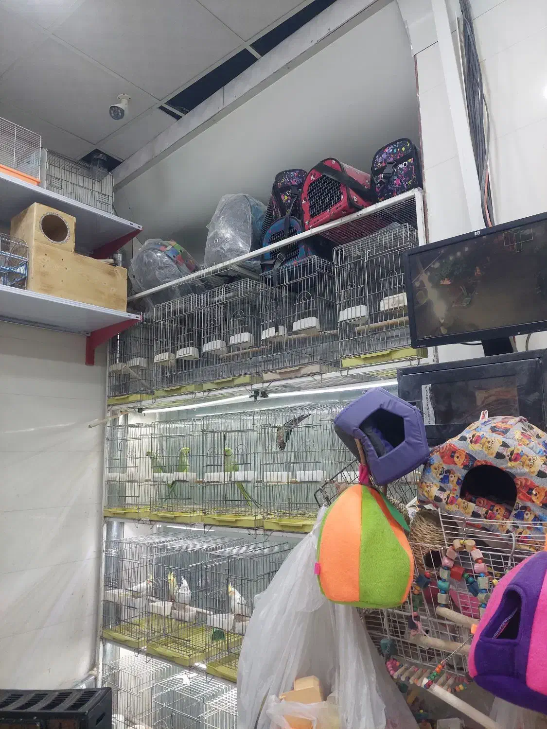 عروس هلندی|پرنده|شیراز, شهرک پرواز|دیوار