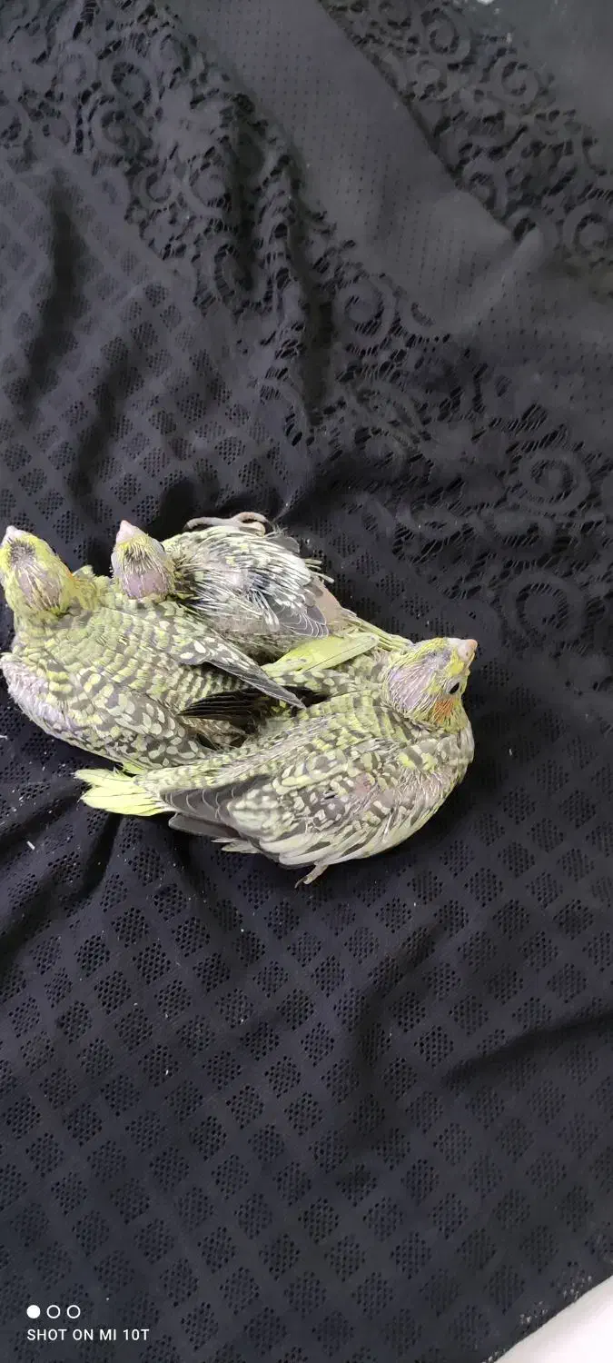 جوجه عروس هلندی مرواریدی زعفرونی|پرنده|شیراز, کرونی(خاتونک)|دیوار