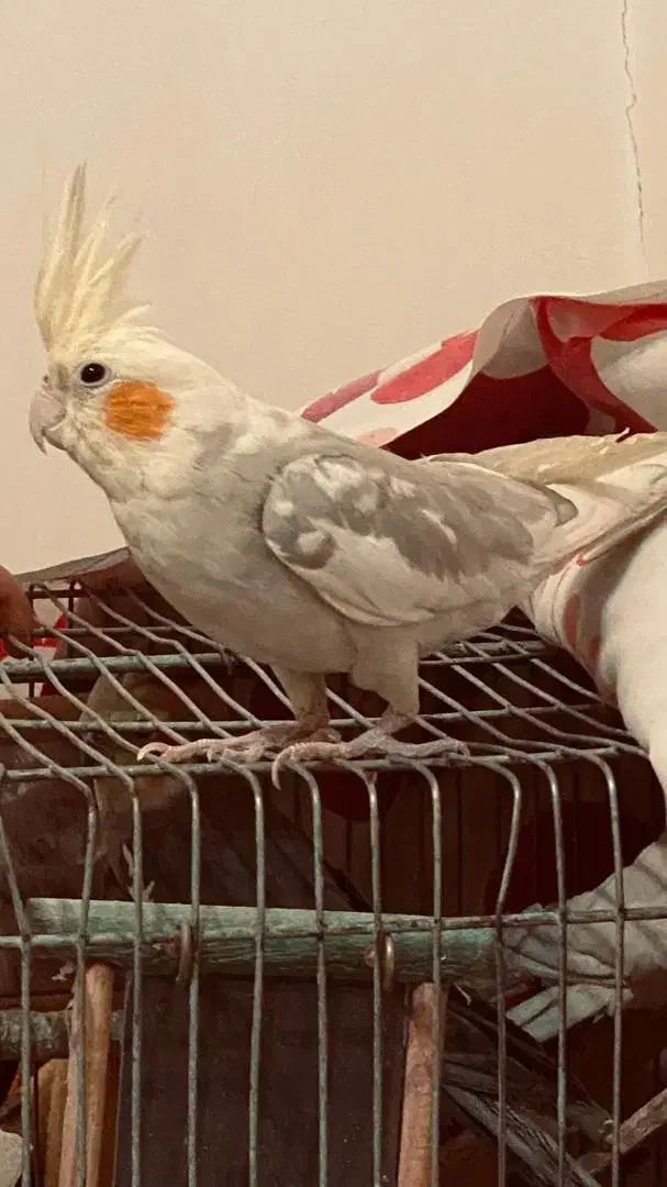 عروس هلندی|پرنده|ازنا, |دیوار