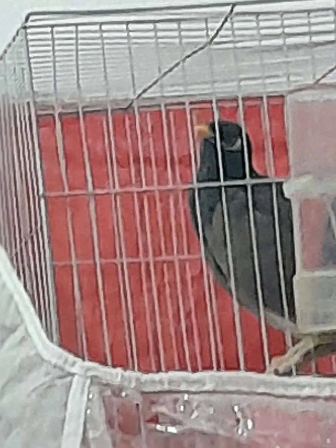 مینا|پرنده|مشهد, پورسینا|دیوار