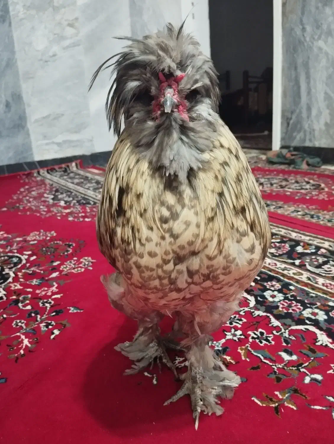 خروس فانتزی|حیوانات مزرعه|نجفآباد, یزدانشهر|دیوار