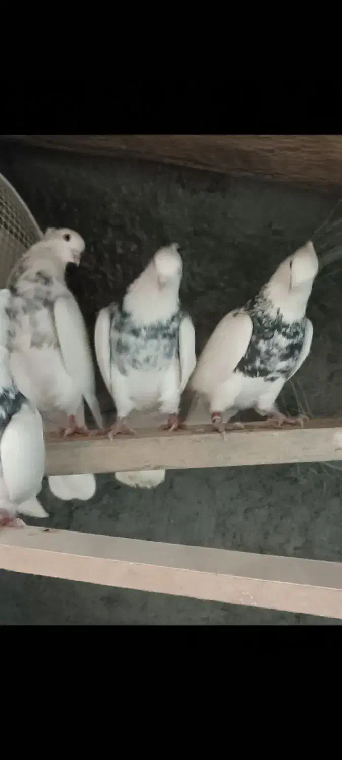 طوقی ساده|پرنده|گلپایگان, |دیوار