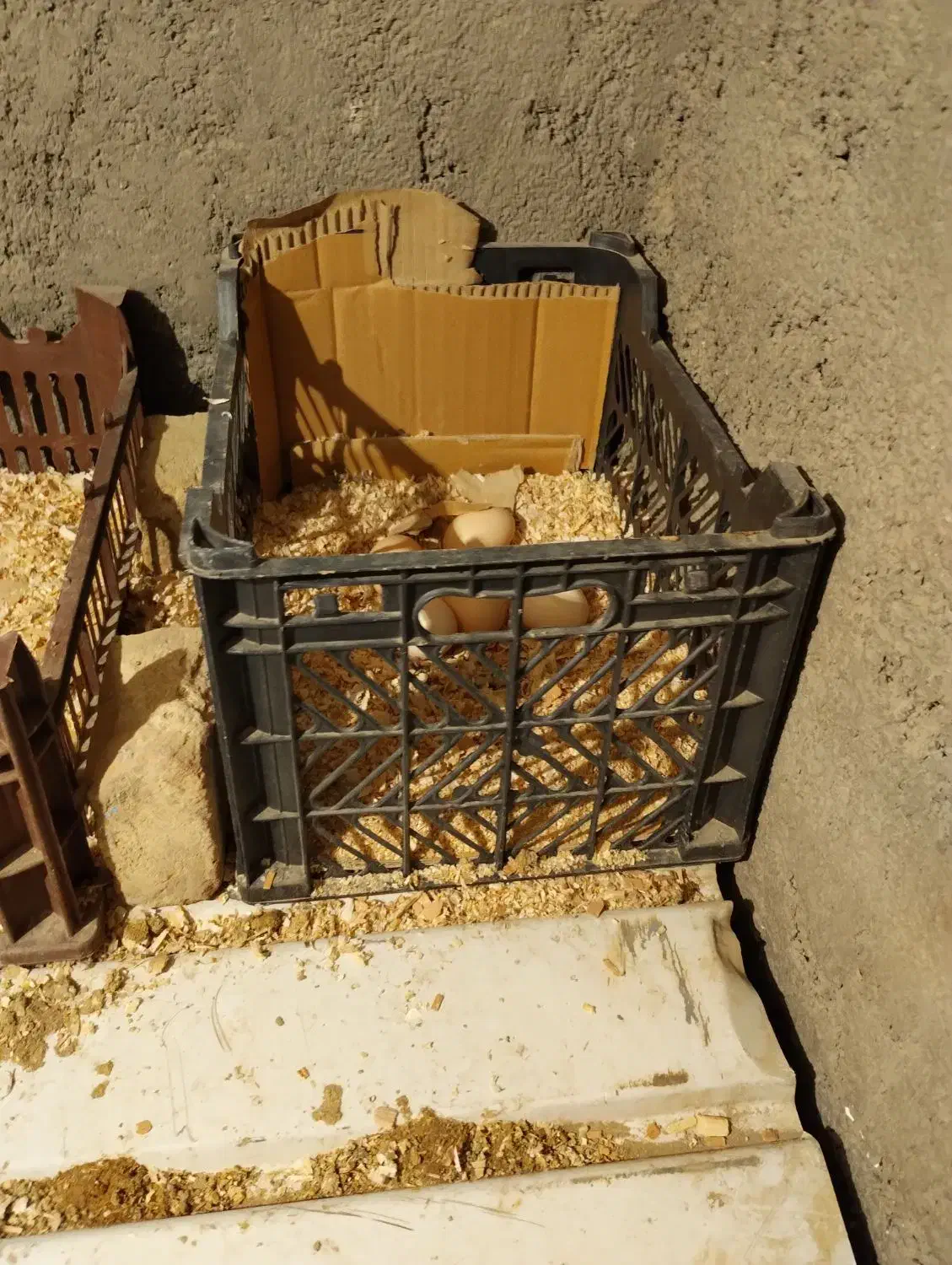 تخم مرغ گلین|حیوانات مزرعه|محمدشهر, ولدآباد|دیوار