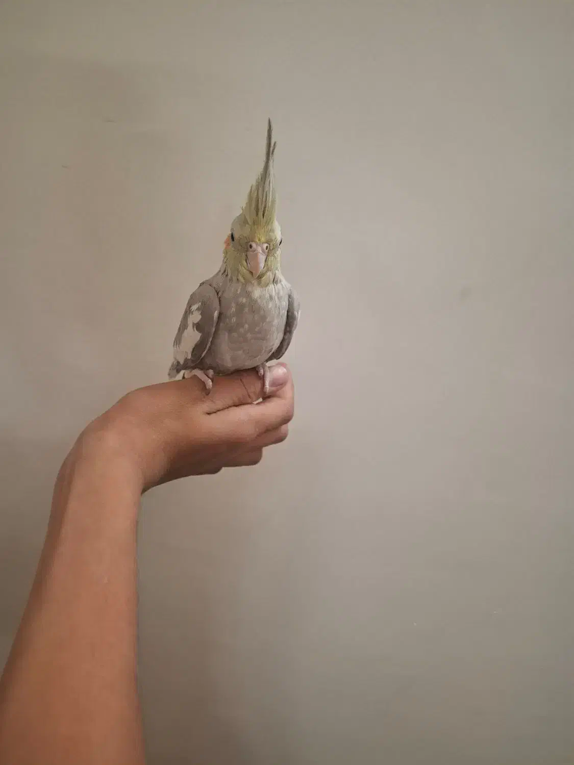 عروس هلندی دستی بالغ|پرنده|شاهدشهر, |دیوار