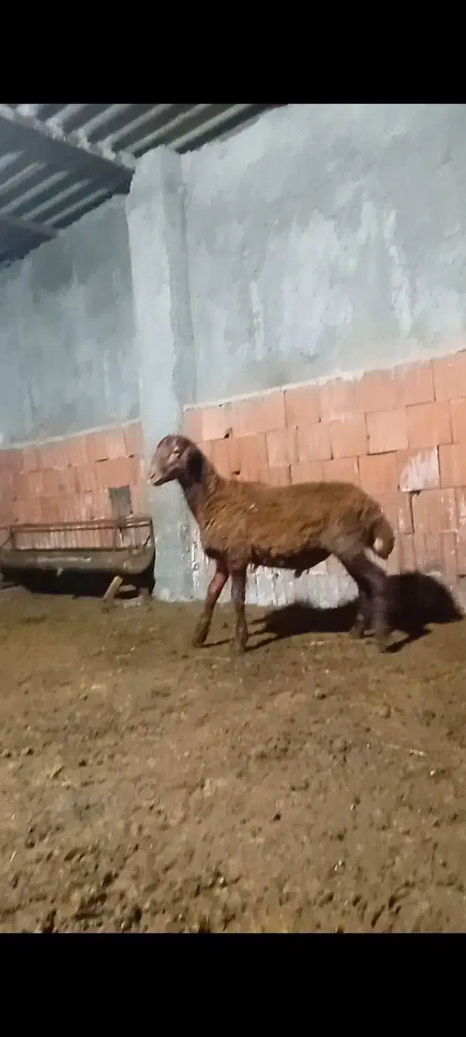 بره قوچ همو|حیوانات مزرعه|نوکنده, |دیوار