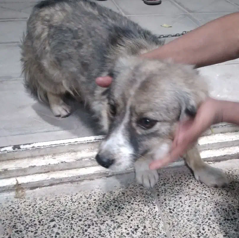 پت/سگ خونگی حیوون خونگی|سگ|رفسنجان, |دیوار