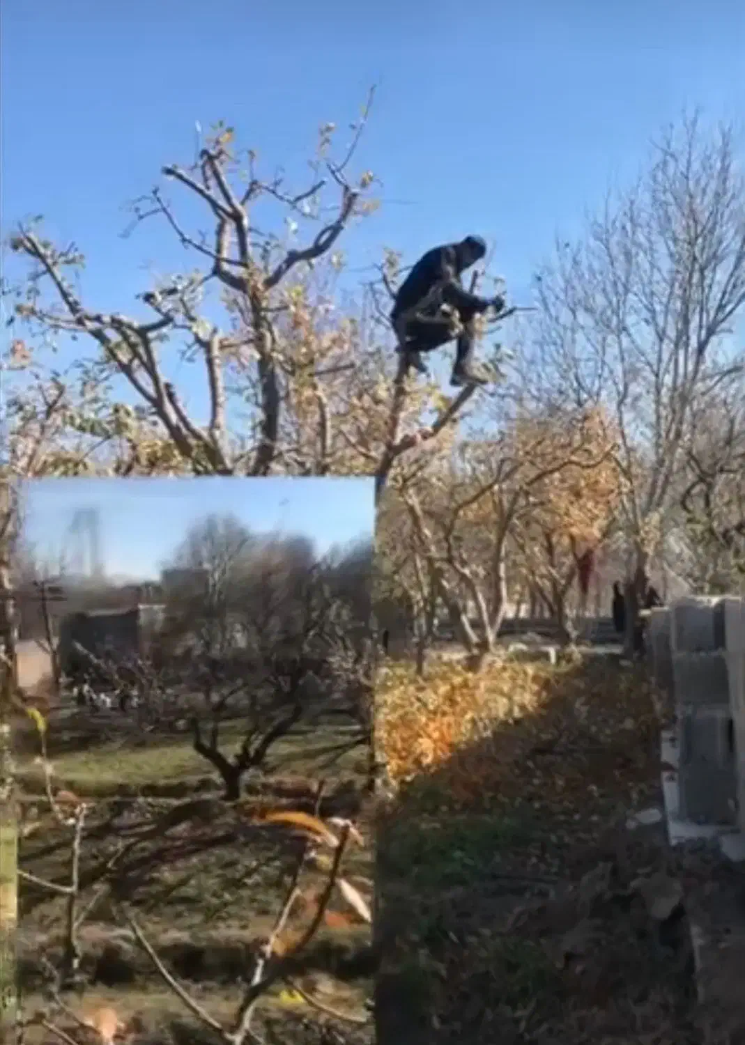 خدمات باغبانی و گیاه پزشکی|خدمات باغبانی و درختکاری|تبریز, |دیوار