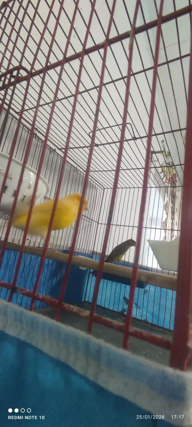 یک جفت قناری|لوازم جانبی حیوانات|هریس, |دیوار