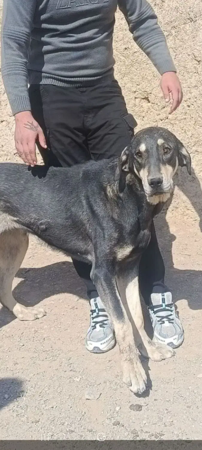 سلام گم شده سگ  ماچ|حیوانات|قم, شهر قائم|دیوار