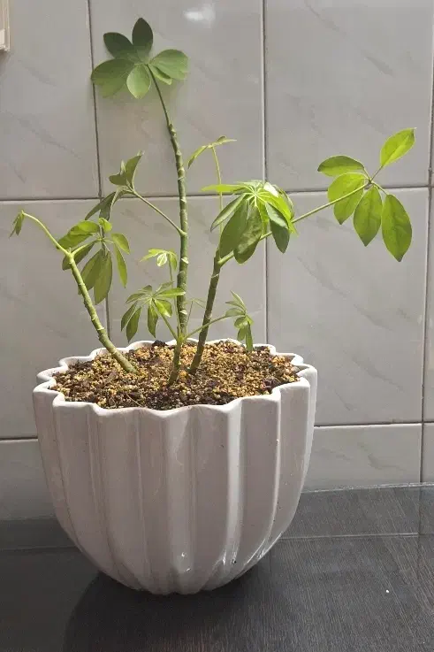 گل زاموفولیا و گل بونسای شفلرا|گل و گیاه طبیعی|مشهد, پروین اعتصامی|دیوار