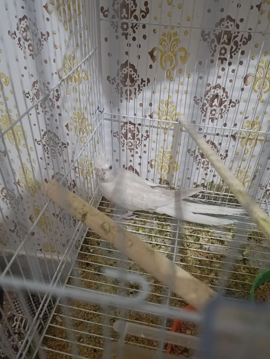 عروس هلندی مولد خونگی|پرنده|زاهدان, |دیوار