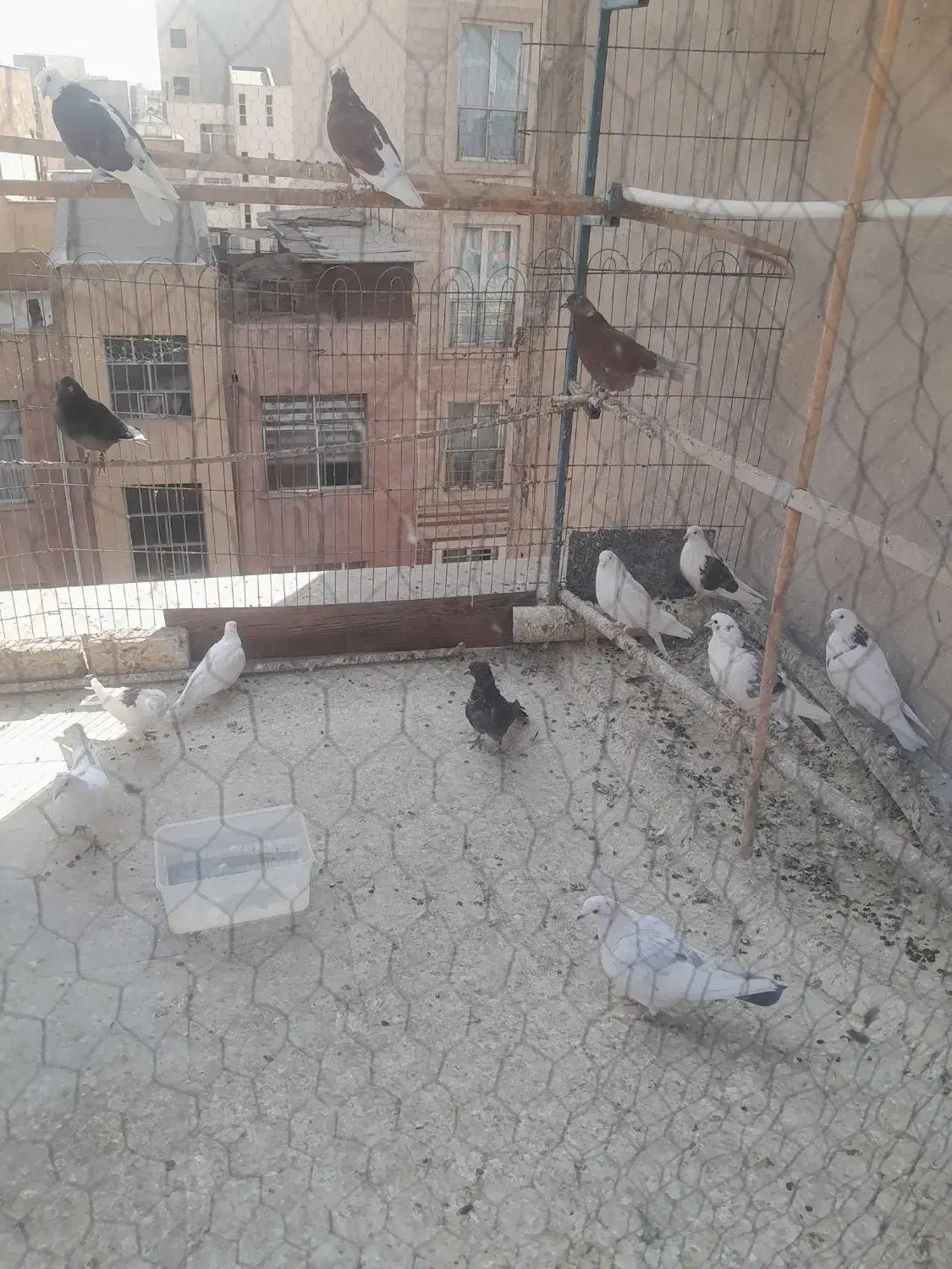 ۱۵تاجوجه|پرنده|تهران, زرکش|دیوار