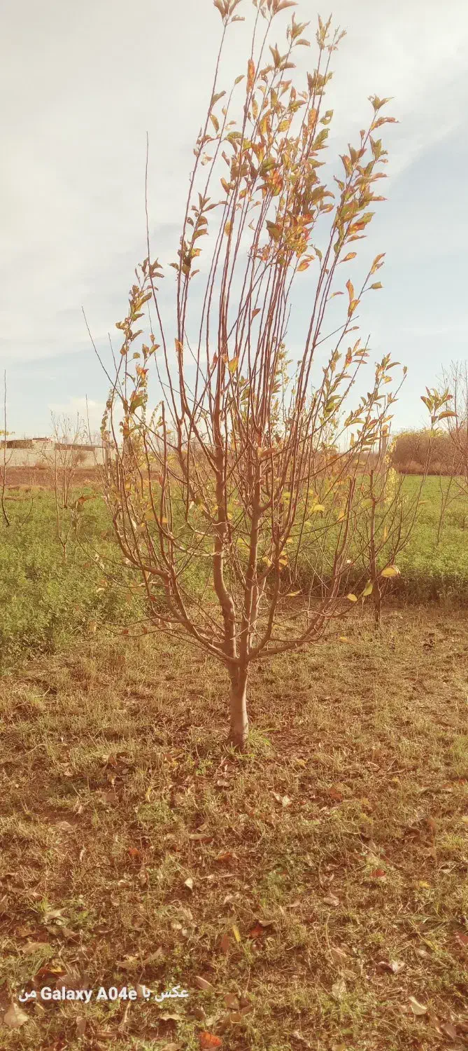 نهال و درخت درختچه های 6وهفت ساله شاخه دار|خدمات باغبانی و درختکاری|تهران, راه آهن|دیوار