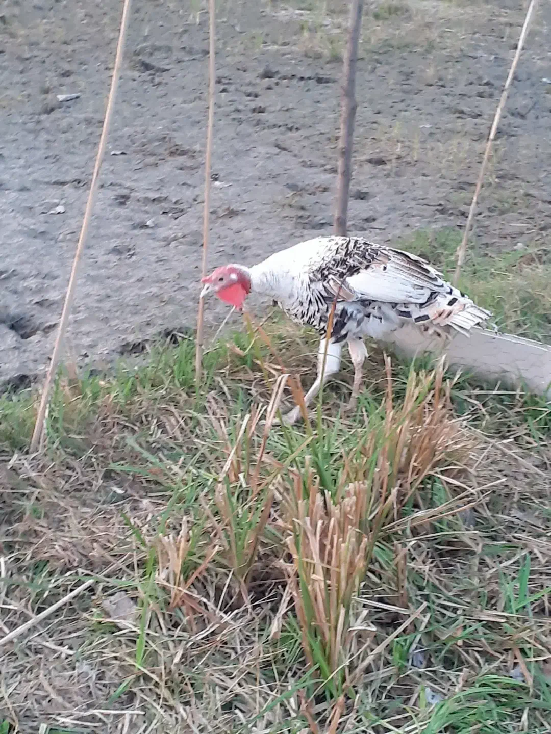 بقلمو سالم به شرت|حیوانات مزرعه|رضوانشهر, |دیوار