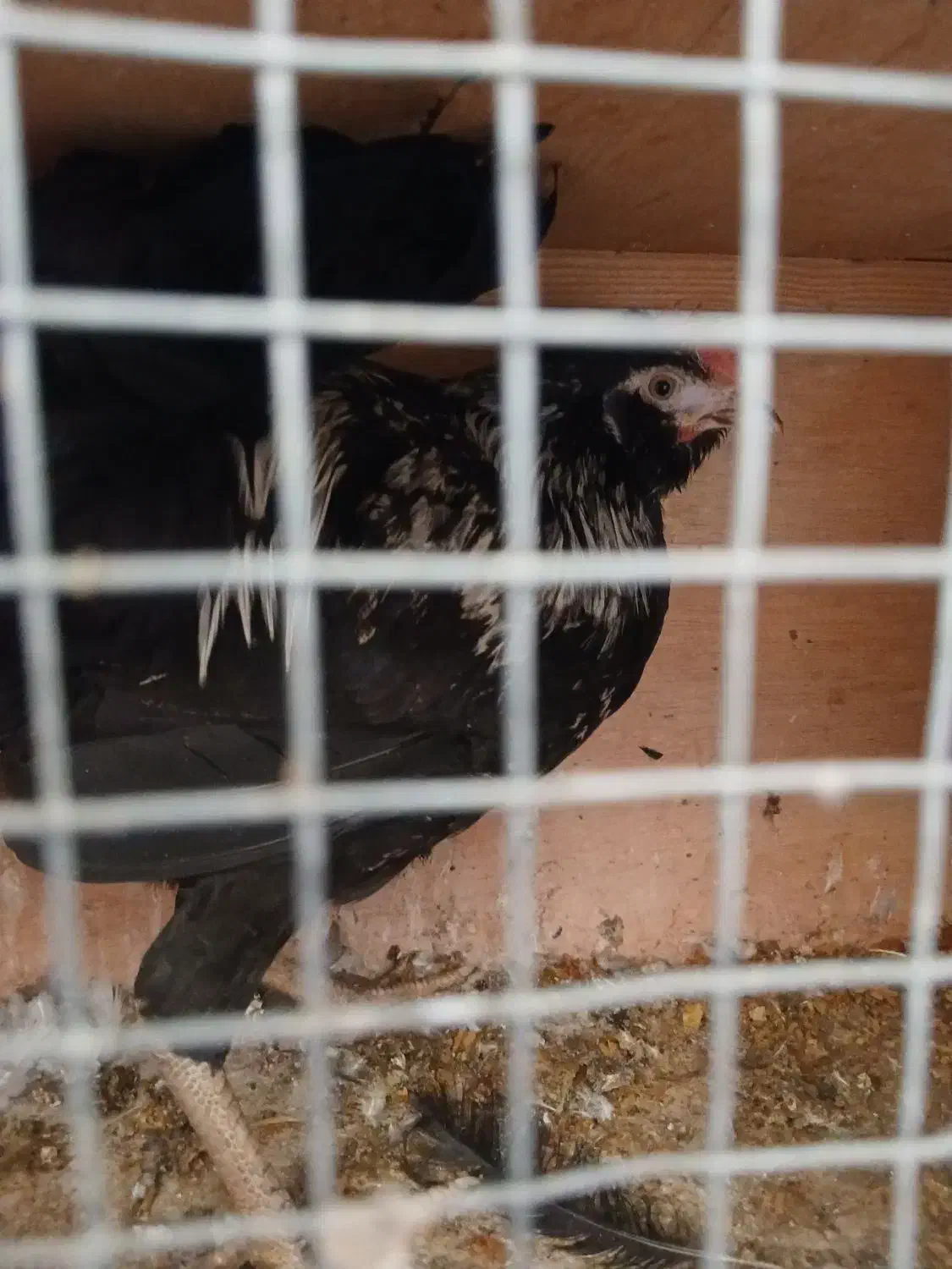 جوجه خروس|حیوانات مزرعه|اسلامشهر, مطهری|دیوار