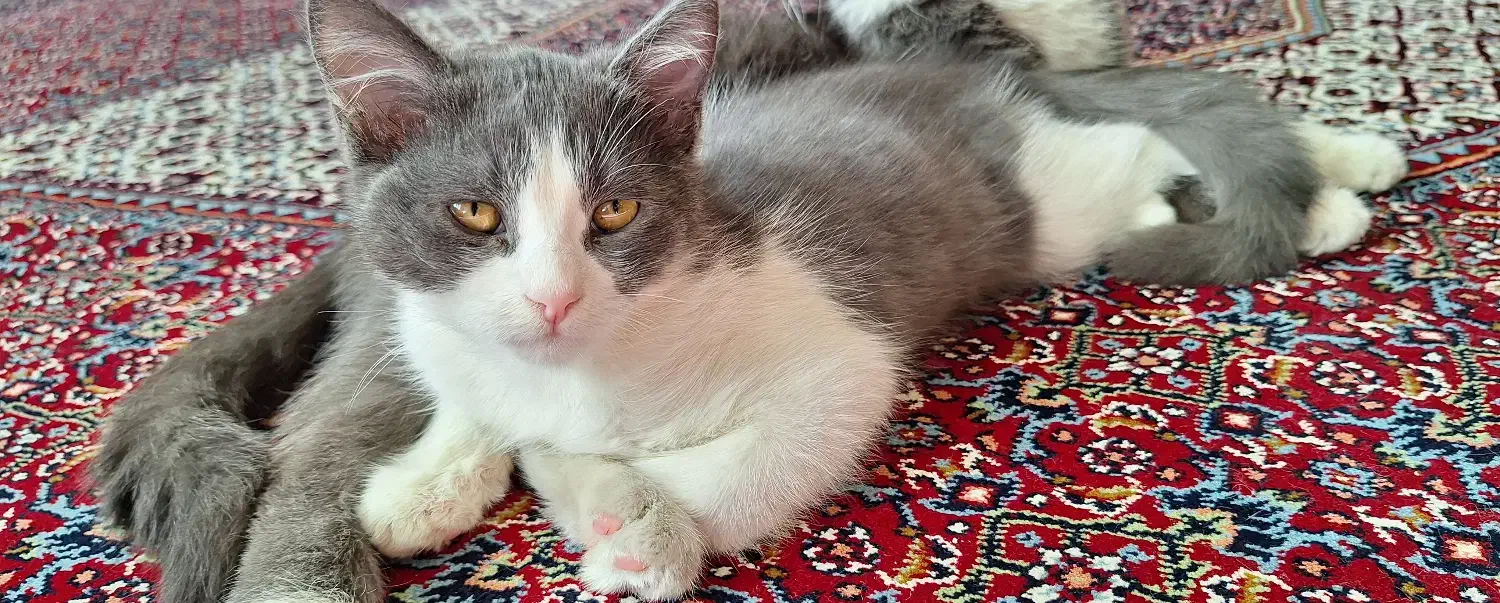 گربه بریتیش نر|گربه|زنجان, |دیوار