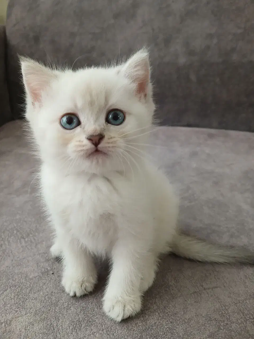 گربه های بریتیش|گربه|تهران, آسمان|دیوار