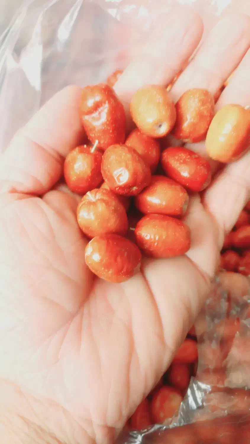 سنجد تازه وخوشمزه|خوردنی و آشامیدنی|ایلخچی, |دیوار