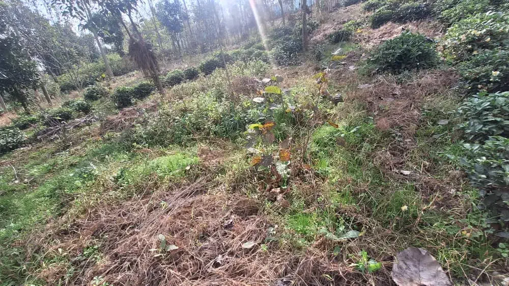 قطعهای از بهشت گیلان زمین ۱۰۰۰ متری در اطاقور|فروش زمین و ملک کلنگی|رشت, منظریه|دیوار