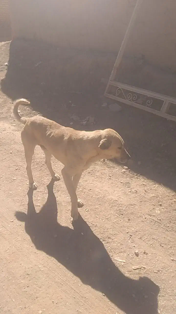 سگ  زرنگ|سگ|تخت سلیمان, |دیوار