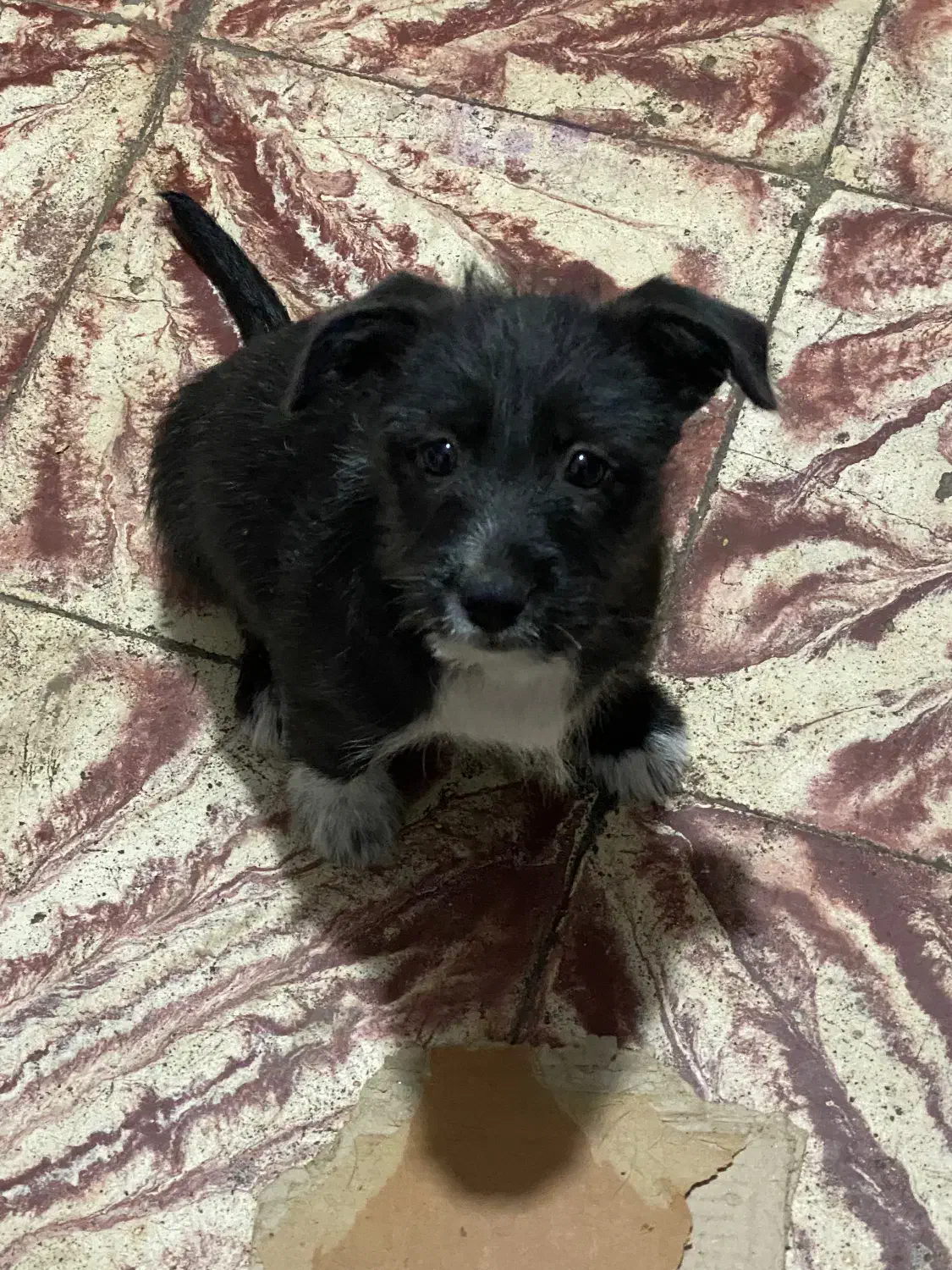 پاکوتاه سگ|سگ|املش, |دیوار