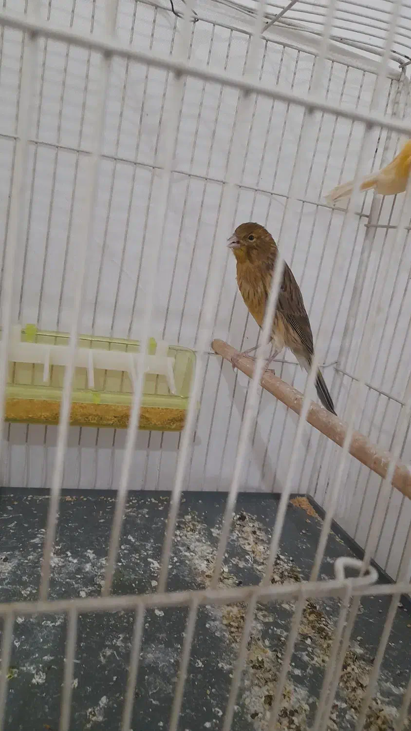 جوجه قناری|پرنده|مشهد, باغون آباد|دیوار