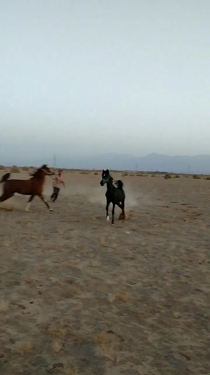 فروش یا معامله|اسباب و اثاث بچه|بندر ماهشهر, |دیوار