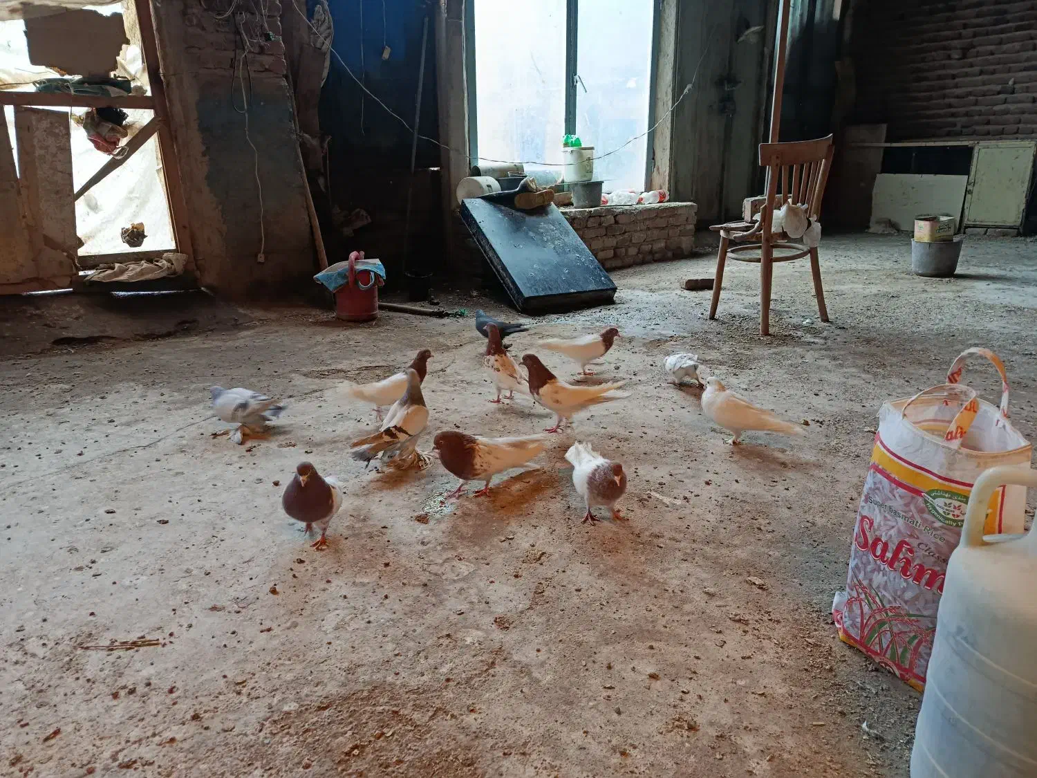 کبوتر|پرنده|تبریز, |دیوار