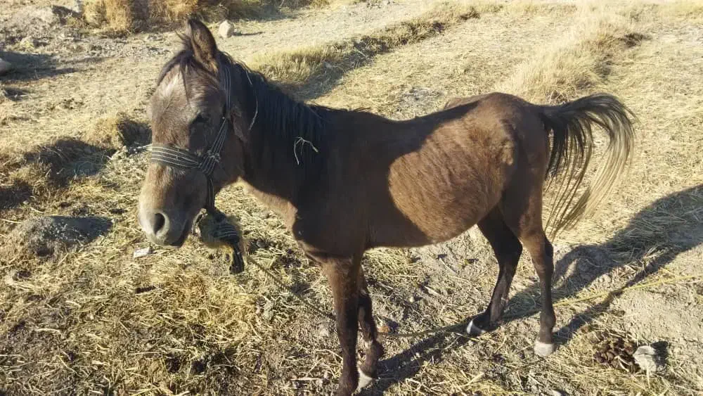 اسب نر|اسب و تجهیزات اسبسواری|صدرا-فارس, فاز ۱|دیوار