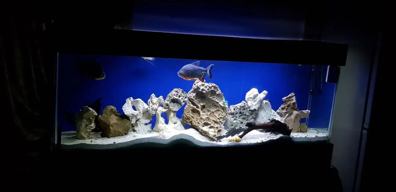 اکواریوم|ماهی|بهبهان, |دیوار