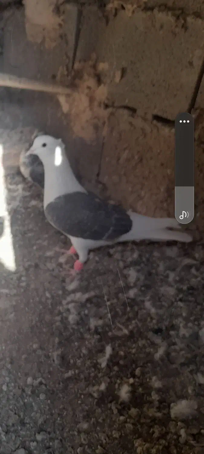 دوکعت ماده|پرنده|جوین, |دیوار