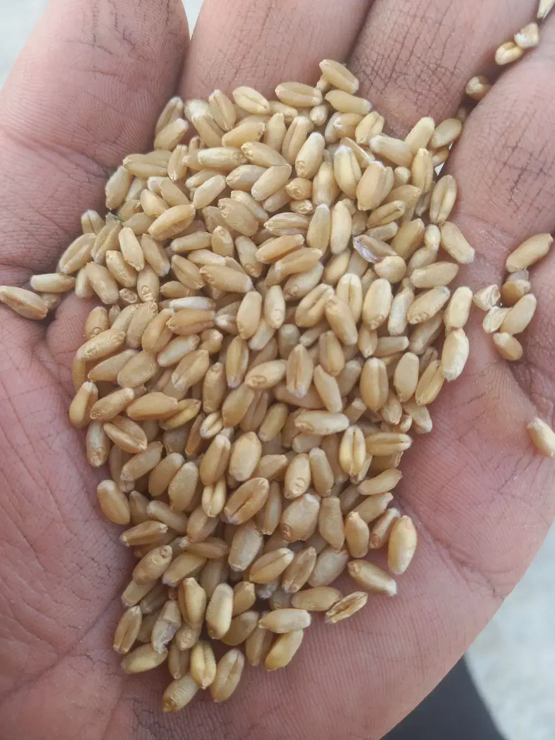 گندم بذری سارنگ|خدمات باغبانی و درختکاری|حمیدیه, |دیوار