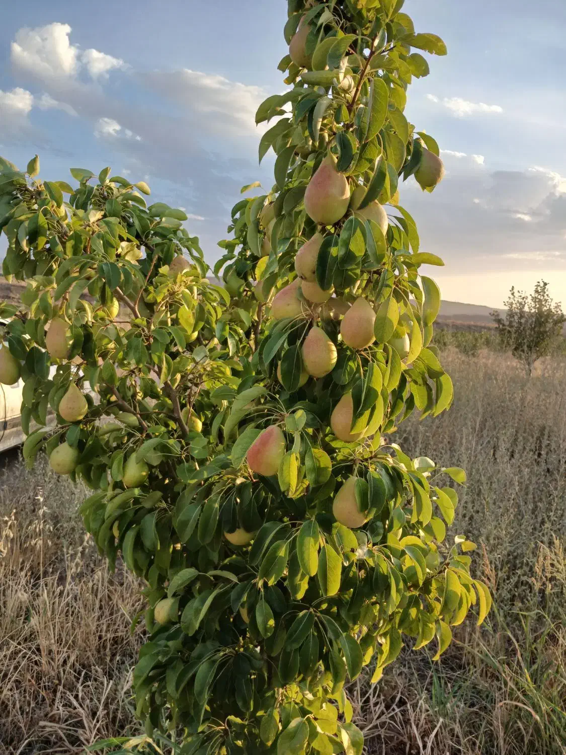 فروش باغ پسته|فروش خانه و ویلا|زنجانرود, |دیوار