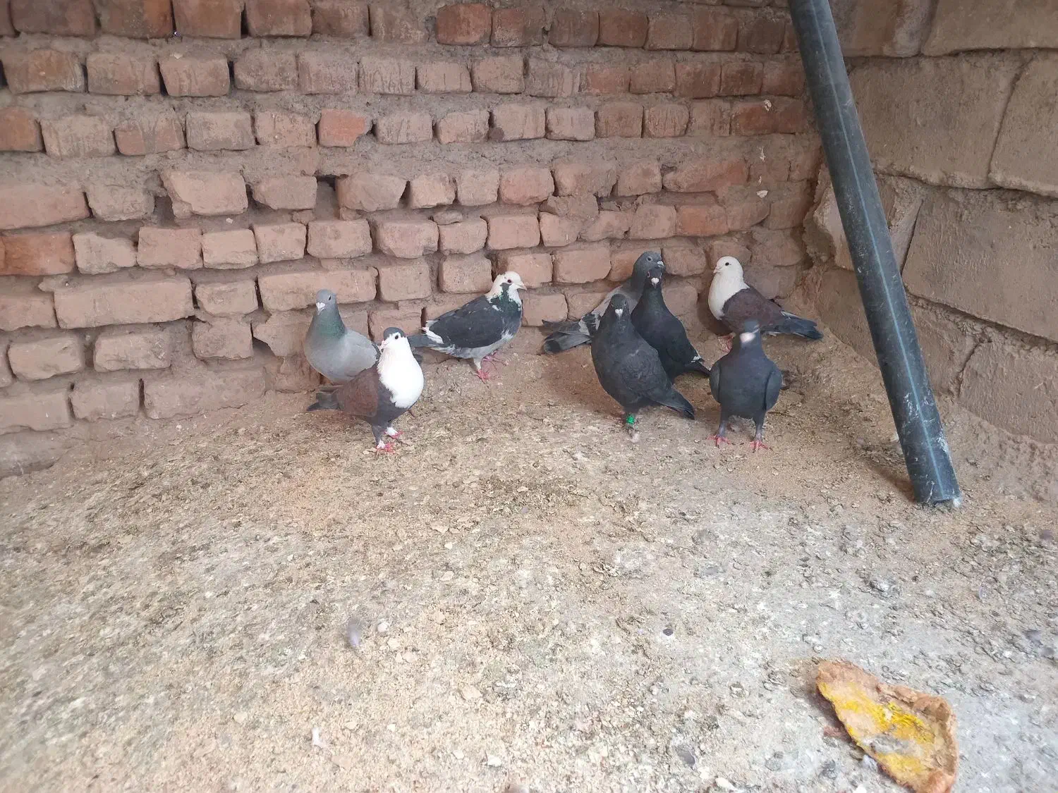 کبوتر|پرنده|نهبندان, |دیوار